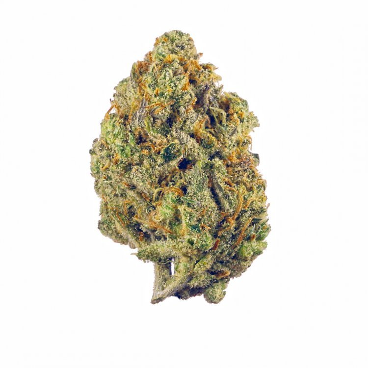SUPER LEMON HAZE STRAIN WHICH IS THE MOST DOMINANT STRAIN IN THE WORLD OF CANNABIS